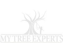My Tree Experts
